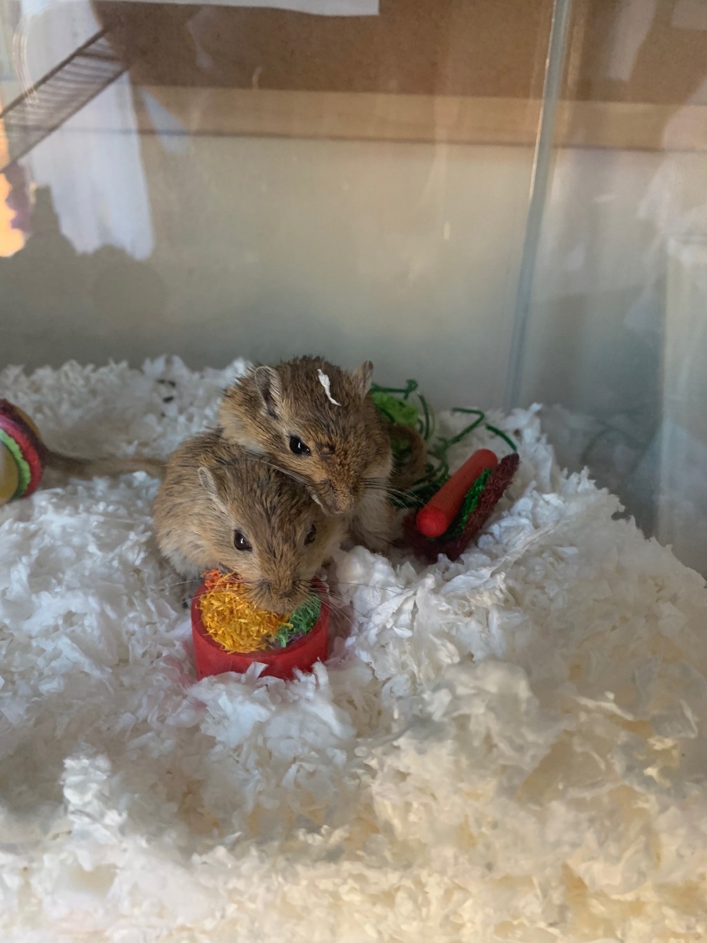 Beginners Advice for the Care and Keeping of&nbsp;Gerbils