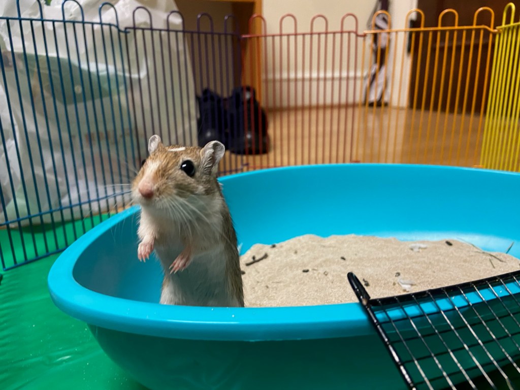 What to Do If Your Gerbil Escapes: A Step-by-Step Recovery&nbsp;Plan