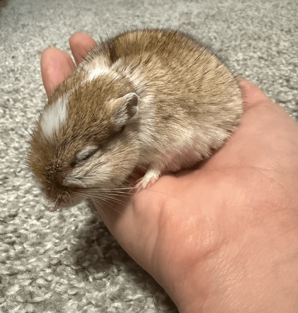 The Anatomy of a Gerbil: Understanding Your Small&nbsp;Companion
