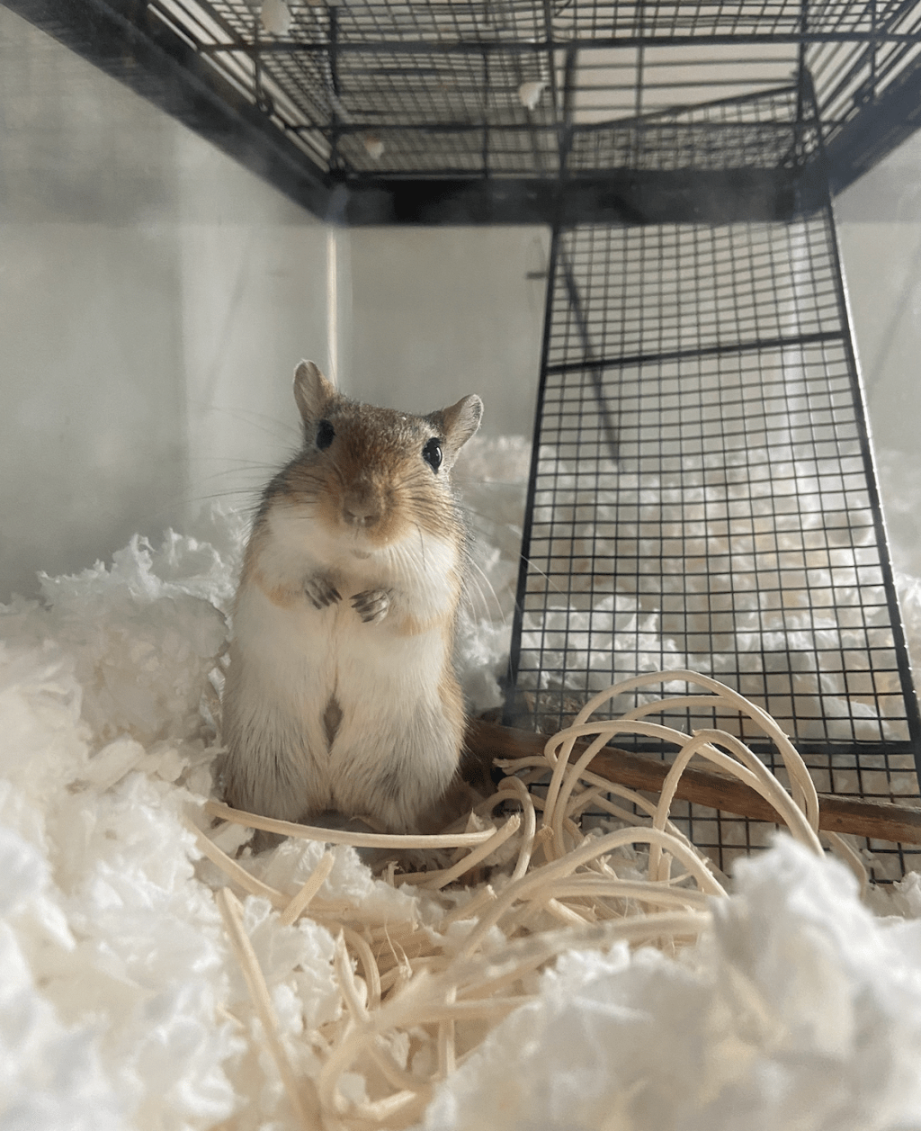 The Best Bedding Options for Gerbils: What’s Safe & What’s&nbsp;Not
